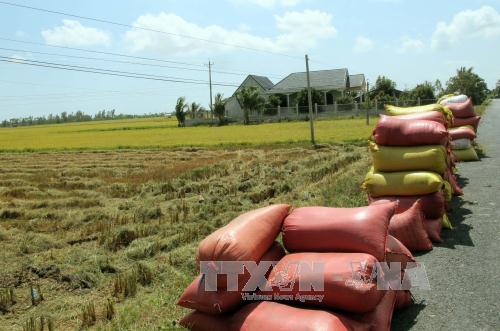 Hiệu quả tích cực từ hợp phần an ninh lương thực